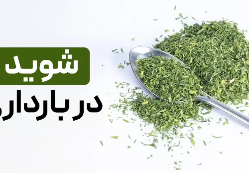 خوردن شوید در بارداری: خوبه یا بده؟ + فواید و ضرر ها و نحوه مصرف شوید