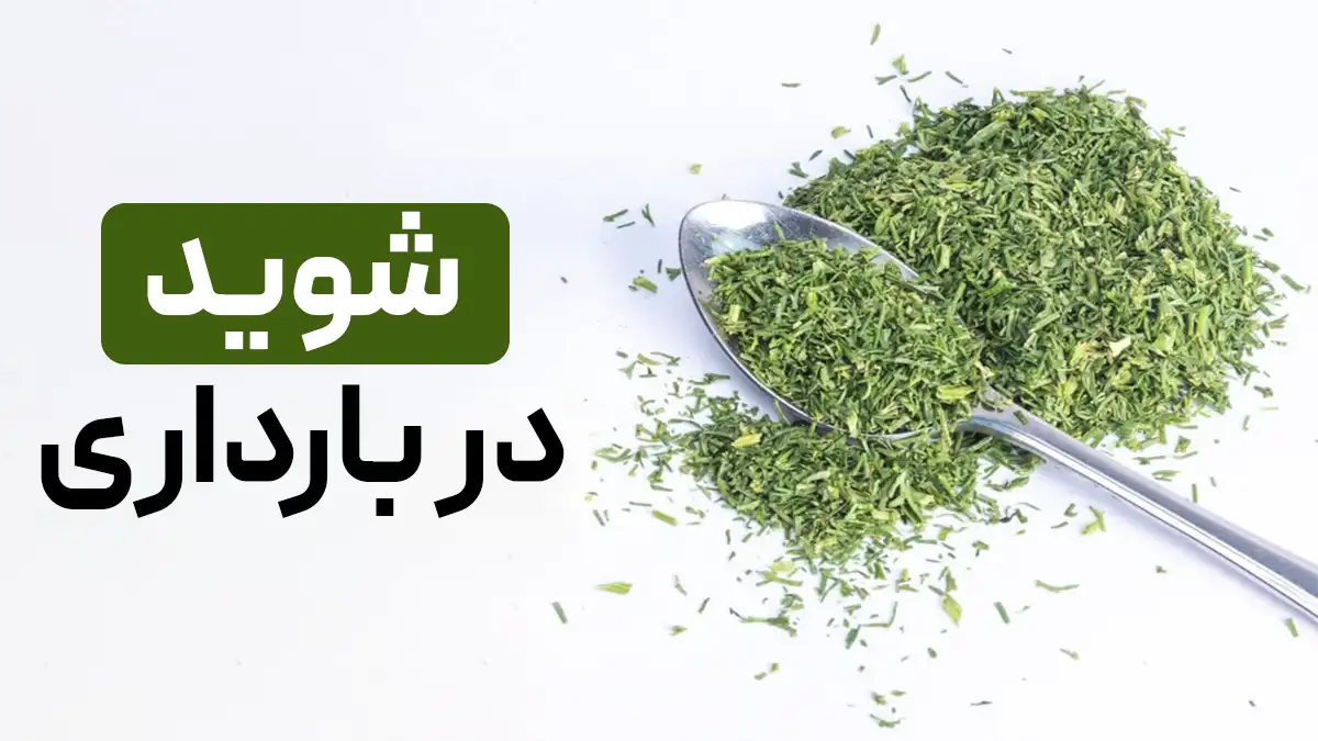 خوردن شوید در بارداری: خوبه یا بده؟ + فواید و ضرر ها و نحوه مصرف شوید